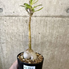 【現品限り】パキポディウム・サキュレンタム 実生【AJ51】 Pachypodium succulentum【植物】塊根植物 夏型 コーデックス