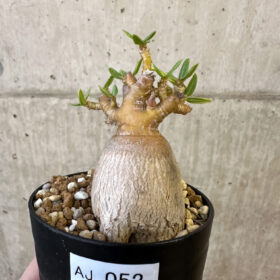 【現品限り】パキポディウム・ビスピノーサム【AJ52】 Pachypodium bispinosum【植物】塊根植物 夏型 コーデックス