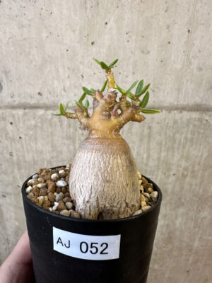 プラントブラザーズ