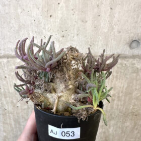 【現品限り】フィロボルス・レスルゲンス【AJ53】 Phyllobolus resurgens【植物】塊根植物 夏型 コーデックス