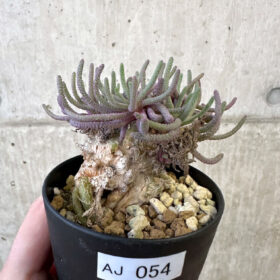 【現品限り】フィロボルス・レスルゲンス【AJ54】 Phyllobolus resurgens【植物】塊根植物 夏型 コーデックス