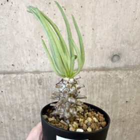 【現品限り】チレコドン・ワリチー Grootdrift【AJ55】 Tylecodon wallichii【植物】塊根植物 夏型 コーデックス