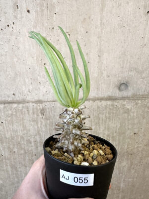 プラントブラザーズ