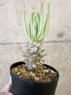 プラントブラザーズ