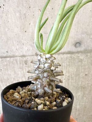 プラントブラザーズ