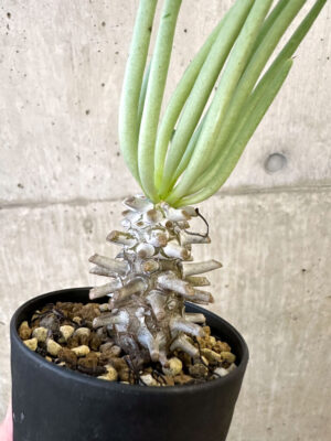 プラントブラザーズ