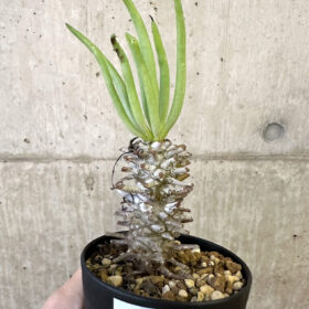 【現品限り】チレコドン・ワリチー Grootdrift【AJ56】 Tylecodon wallichii【植物】塊根植物 夏型 コーデックス