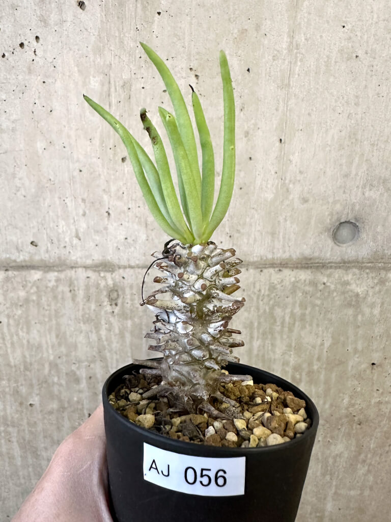 【現品限り】チレコドン・ワリチー Grootdrift【AJ56】 Tylecodon wallichii【植物】塊根植物 夏型 コーデックス