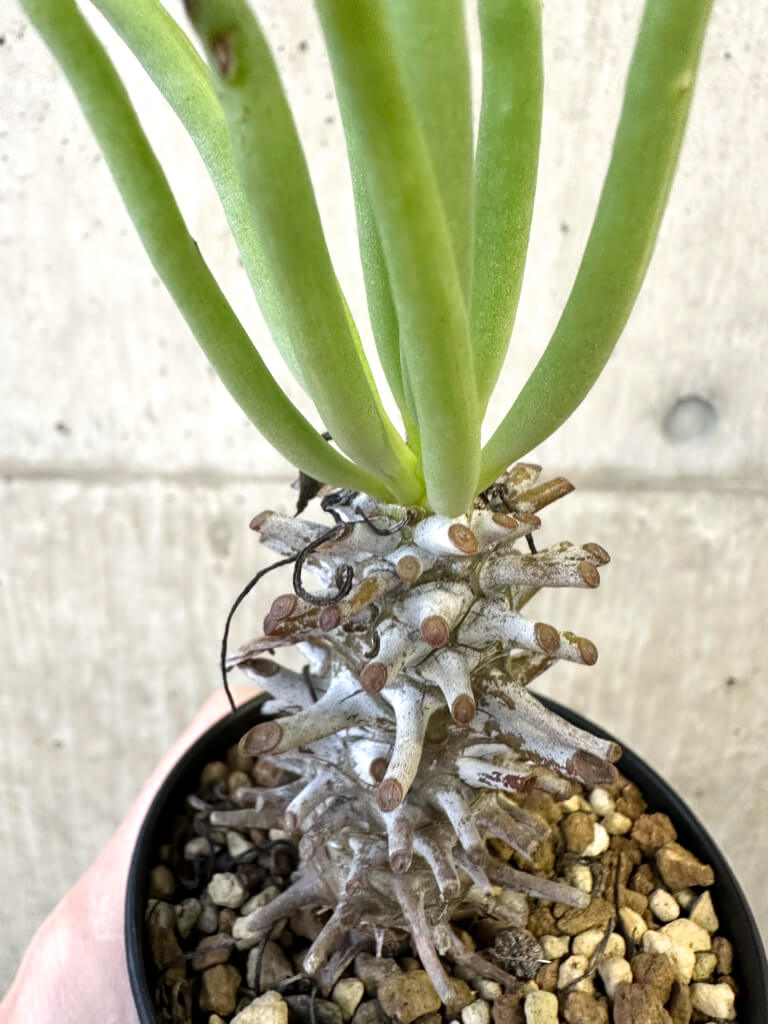 【現品限り】チレコドン・ワリチー Grootdrift【AJ56】 Tylecodon wallichii【植物】塊根植物 夏型 コーデックス - 画像 (2)