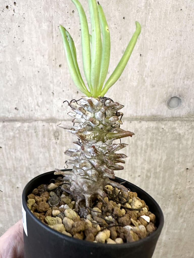 【現品限り】チレコドン・ワリチー Grootdrift【AJ56】 Tylecodon wallichii【植物】塊根植物 夏型 コーデックス - 画像 (3)