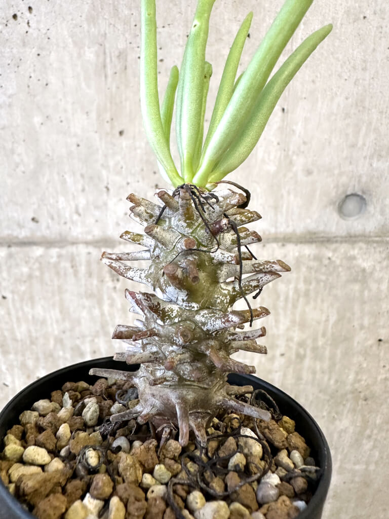 【現品限り】チレコドン・ワリチー Grootdrift【AJ56】 Tylecodon wallichii【植物】塊根植物 夏型 コーデックス - 画像 (4)