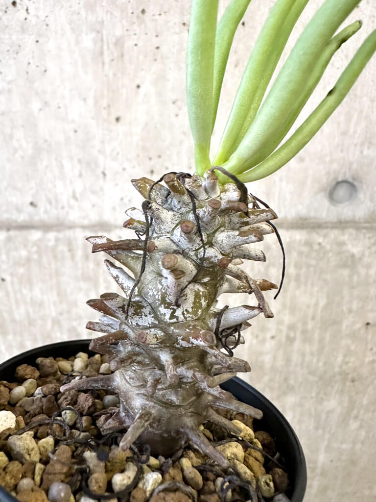 【現品限り】チレコドン・ワリチー Grootdrift【AJ56】 Tylecodon wallichii【植物】塊根植物 夏型 コーデックス - 画像 (5)