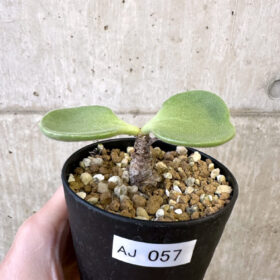 【現品限り】チレコドン・アトロプルプレウス【AJ57】 Tylecodon atropurpureus【植物】塊根植物 夏型 コーデックス