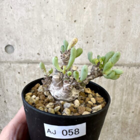 【現品限り】オトンナ・クラビフォリア【AJ58】 Othonna clavifolia【植物】塊根植物 夏型 コーデックス