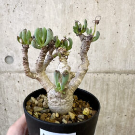 【現品限り】オトンナ・クラビフォリア【AJ59】 Othonna clavifolia【植物】塊根植物 夏型 コーデックス