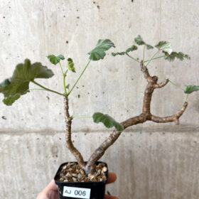 【現品限り】ぺラルゴニウム・エキナツム【AJ6】 Pelargonium echinatum【植物】塊根植物 夏型 コーデックス