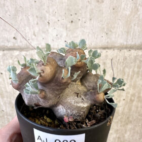 【現品限り】オトンナ・カカリオイデス 大株 現地株 発根済み【AJ60】 Othonna cacalioides【植物】塊根植物 夏型 コーデックス