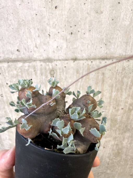 現品限り】オトンナ・カカリオイデス 大株 現地株 発根済み【AJ60