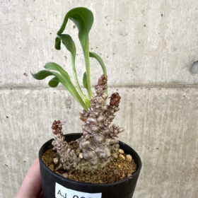 【現品限り】オトンナ・ヘレー 蛮鬼塔【AJ62】 Othonna herrei【植物】塊根植物 夏型 コーデックス