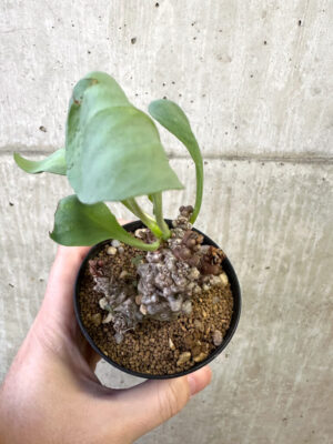 プラントブラザーズ