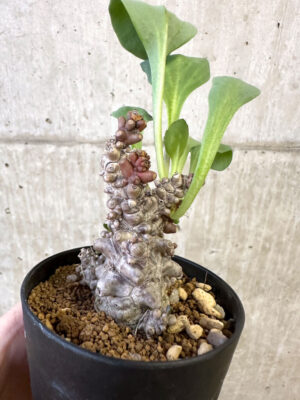 プラントブラザーズ