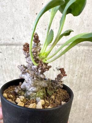 プラントブラザーズ