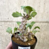 【現品限り】オトンナ・ヘレー 蛮鬼塔【AJ63】 Othonna herrei【植物】塊根植物 夏型 コーデックス