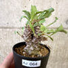 【現品限り】オトンナ・ヘレー 蛮鬼塔【AJ64】 Othonna herrei【植物】塊根植物 夏型 コーデックス