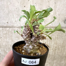 【現品限り】オトンナ・ヘレー 蛮鬼塔【AJ64】 Othonna herrei【植物】塊根植物 夏型 コーデックス