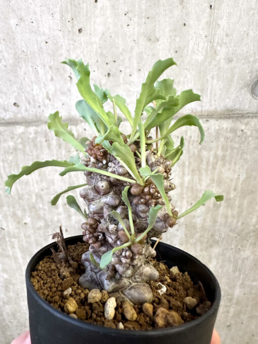 現品限り】オトンナ・ヘレー 蛮鬼塔【AJ64】 Othonna herrei【植物