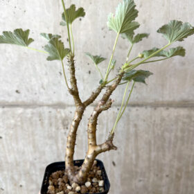 【現品限り】ぺラルゴニウム・エキナツム【AJ7】 Pelargonium echinatum【植物】塊根植物 夏型 コーデックス