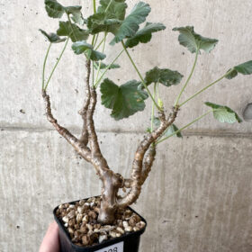 【現品限り】ぺラルゴニウム・エキナツム【AJ8】 Pelargonium echinatum【植物】塊根植物 夏型 コーデックス