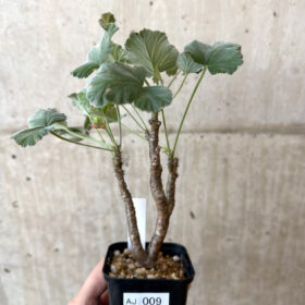 【現品限り】ぺラルゴニウム・エキナツム【AJ9】 Pelargonium echinatum【植物】塊根植物 夏型 コーデックス