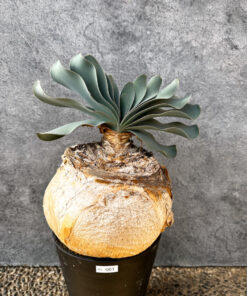 【現品限り】ブーファン・ハエマンソイデス 現地株 発根済み 1年以上管理【AK1】 Boophane haemanthoides【植物】塊根植物 夏型 コーデックス