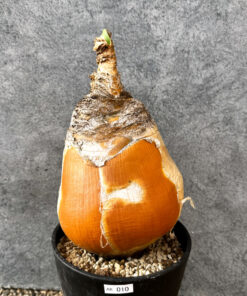 【現品限り】ブーファン・ハエマンソイデス 現地株 発根済み 1年以上管理【AK10】 Boophane haemanthoides【植物】塊根植物 夏型 コーデックス