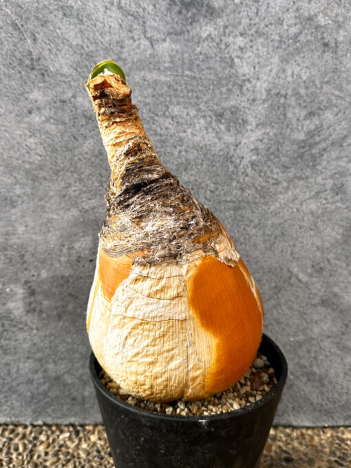 現品限り】ブーファン・ハエマンソイデス 現地株 発根済み 1年以上管理