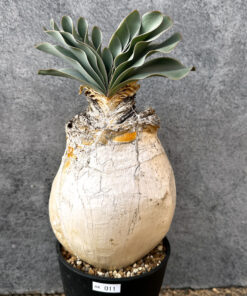 【現品限り】ブーファン・ハエマンソイデス 現地株 発根済み 1年以上管理【AK11】 Boophane haemanthoides【植物】塊根植物 夏型 コーデックス