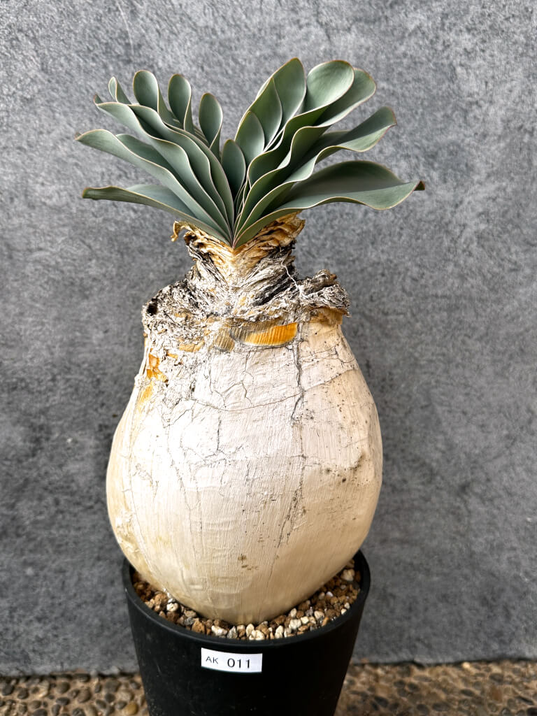 【現品限り】ブーファン・ハエマンソイデス 現地株 発根済み 1年以上管理【AK11】 Boophane haemanthoides【植物】塊根植物 夏型 コーデックス