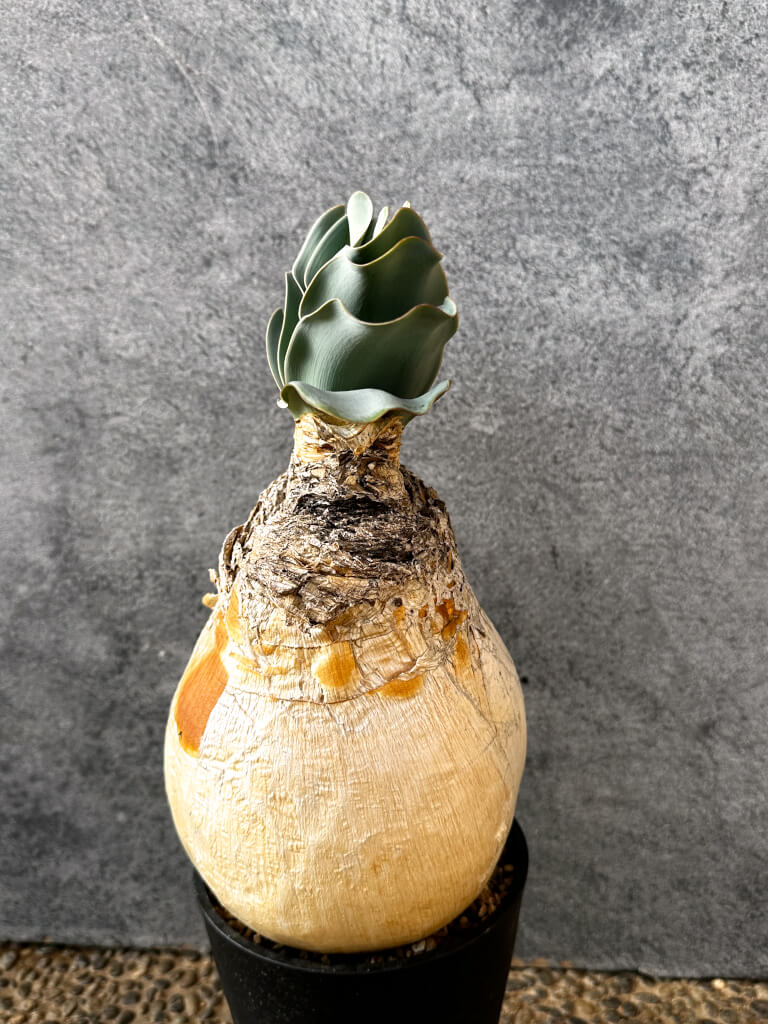 【現品限り】ブーファン・ハエマンソイデス 現地株 発根済み 1年以上管理【AK11】 Boophane haemanthoides【植物】塊根植物 夏型 コーデックス - 画像 (5)