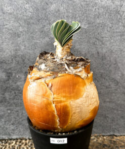 【現品限り】ブーファン・ハエマンソイデス 現地株 発根済み 1年以上管理【AK12】 Boophane haemanthoides【植物】塊根植物 夏型 コーデックス