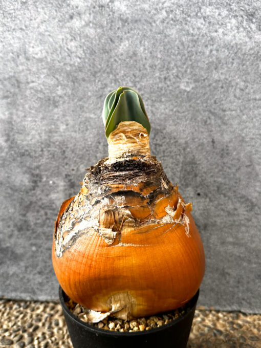 現品限り】ブーファン・ハエマンソイデス 現地株 発根済み 1年以上管理