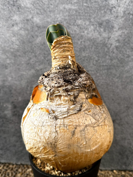 現品限り】ブーファン・ハエマンソイデス 現地株 発根済み 1年以上管理