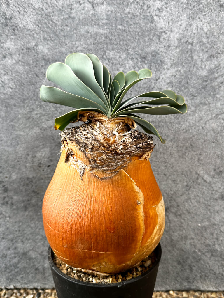 【現品限り】ブーファン・ハエマンソイデス 現地株 発根済み 1年以上管理【AK14】 Boophane haemanthoides【植物】塊根植物 夏型 コーデックス - 画像 (4)