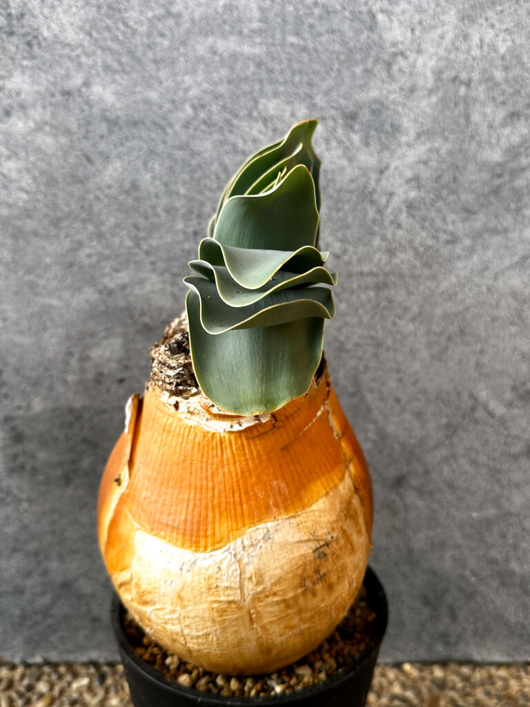 【現品限り】ブーファン・ハエマンソイデス 現地株 発根済み 1年以上管理【AK14】 Boophane haemanthoides【植物】塊根植物 夏型 コーデックス - 画像 (5)