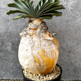 【現品限り】ブーファン・ハエマンソイデス 現地株 発根済み 1年以上管理【AK19】 Boophane haemanthoides【植物】塊根植物 夏型 コーデックス