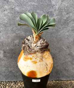 【現品限り】ブーファン・ハエマンソイデス 現地株 発根済み 1年以上管理【AK2】 Boophane haemanthoides【植物】塊根植物 夏型 コーデックス