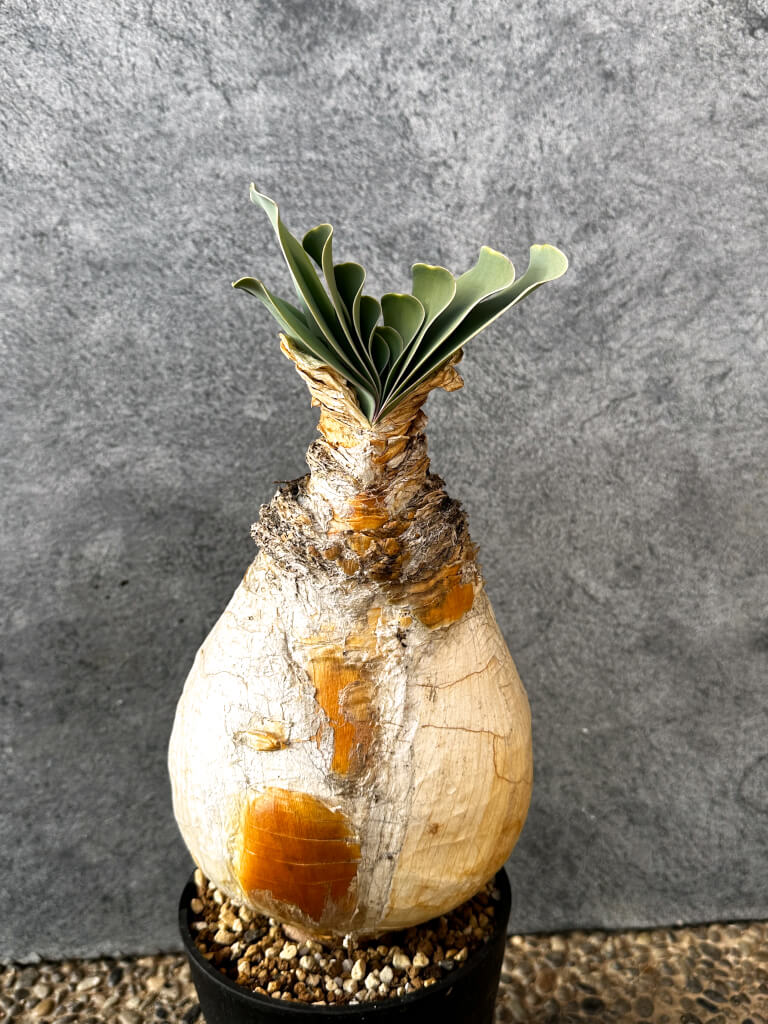 【現品限り】ブーファン・ハエマンソイデス 現地株 発根済み 1年以上管理【AK20】 Boophane haemanthoides【植物】塊根植物 夏型 コーデックス - 画像 (4)