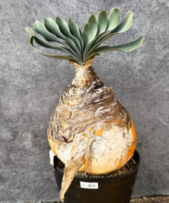 【現品限り】ブーファン・ハエマンソイデス 現地株 発根済み 1年以上管理【AK3】 Boophane haemanthoides【植物】塊根植物 夏型 コーデックス