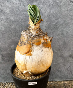 【現品限り】ブーファン・ハエマンソイデス 現地株 発根済み 1年以上管理【AK5】 Boophane haemanthoides【植物】塊根植物 夏型 コーデックス