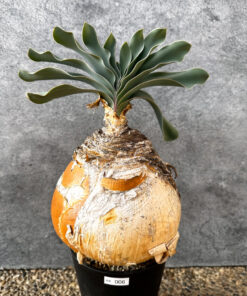 【現品限り】ブーファン・ハエマンソイデス 現地株 発根済み 1年以上管理【AK6】 Boophane haemanthoides【植物】塊根植物 夏型 コーデックス